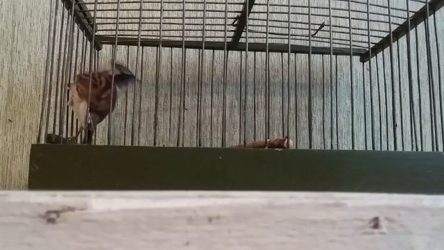 Желтогорлая овсянка смотреть онлайн