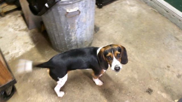 Mini Boss Chopper and Dex смотреть онлайн