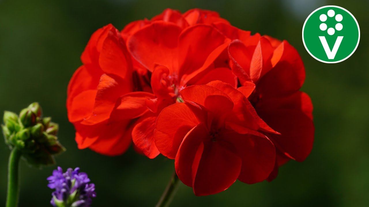 ПОРА СЕЯТЬ! Тонкости выращивания пеларгонии из семян смотреть онлайн