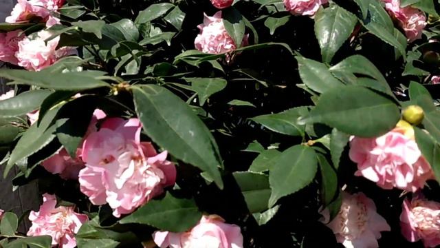 BUNGA CAMELIA PINK SUBUR BUNGA LEBAT || BUNGA CAMELIA смотреть онлайн