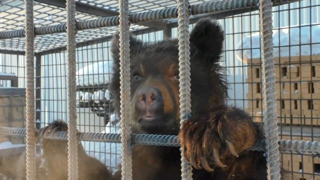 Заплутали мишки в Тайшетском районе смотреть онлайн