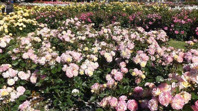 Roses!  Lots Of Roses At The San Jose Municipal Rose Garden