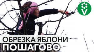 ОБРЕЗКА ВЗРОСЛОЙ ЯБЛОНИ: снижаем крону и увеличиваем урожайность