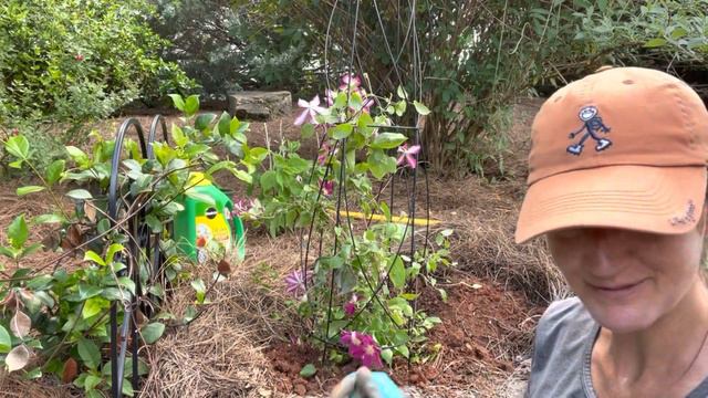 Small space planting-beautiful clematis vine and lantana! Part 2 of Pike Nurseries visit. смотреть онлайн