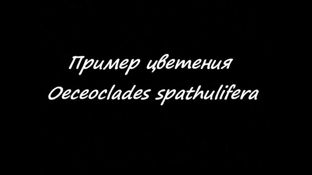 OECEOCLADES SPATHULIFERA  -  описание и основы ухода