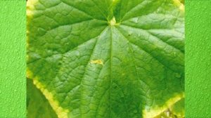 Чего не хватает огурцам – как об этом можно узнать по листьям и плодам