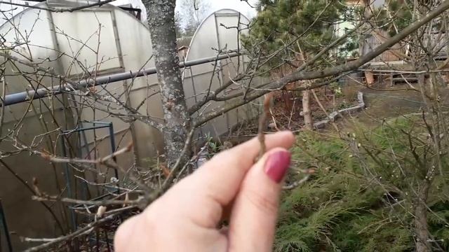 Утро в саду 05.05.2019/КАШТАНЫ/Гортензия/ЭРИКА/ смотреть онлайн