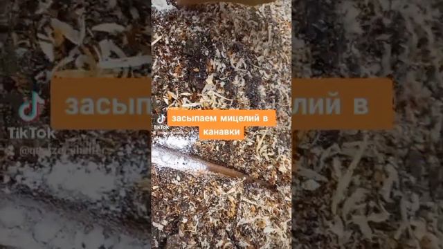 Грибная ферма на огороде #вешенки #diy #грибнаяферма #грибы #ежовик #огород #опята смотреть онлайн