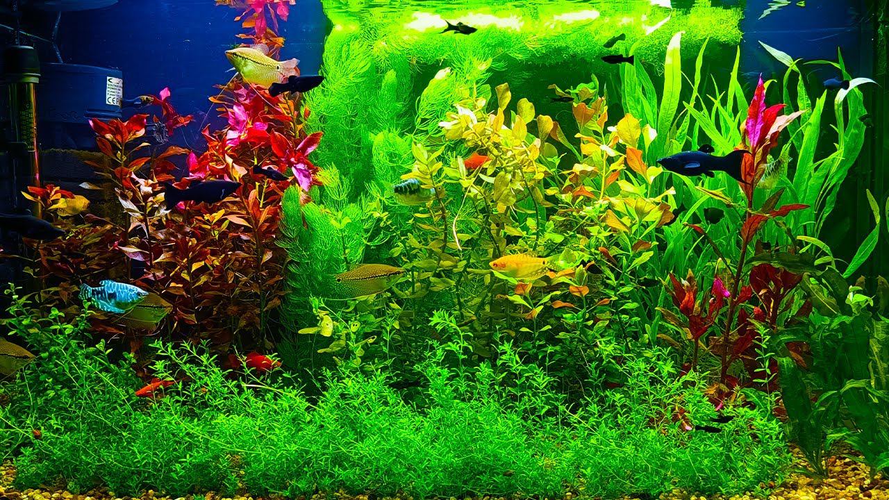 Аквариум травник без СО2 спустя 2 недели. Атака водорослей и ряски! смотреть онлайн