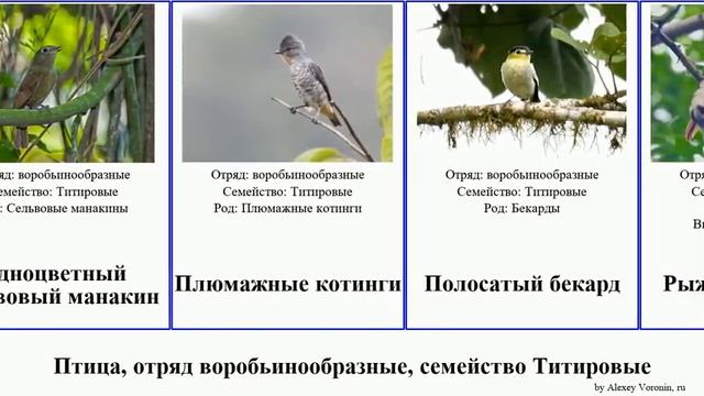 Птица, отряд воробьинообразные, семейство Титировые бекард birds котинга титира манакин плюмажная смотреть онлайн