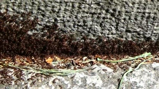 Крым,Ялта,Ливадийский дворец,Поляна сказок смотреть онлайн