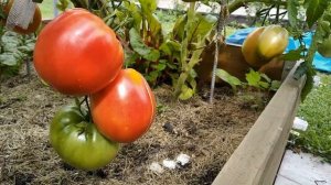 7 урожайных, вкусных сортов томатов для теплиц Сибири