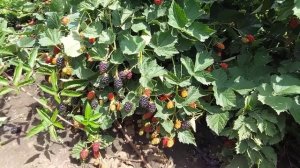 Ежевика Кэддо