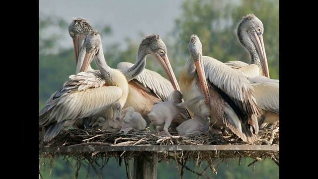 Пеликаны. Интересные факты о них. смотреть онлайн