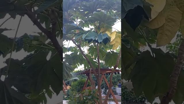 территория мини отеля в поселке Лдзаа , Абхазия смотреть онлайн
