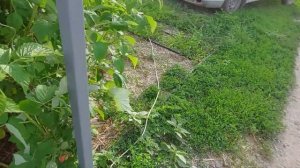 Малина Дельбар Манифик - вкусный ранний летний сорт