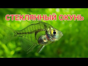 СТЕКЛЯННЫЙ ОКУНЬ.УХОД, СОДЕРЖАНИЕ, КОРМЛЕНИЕ, СОВМЕСТИМОСТЬ И РАЗМНОЖЕНИЕ