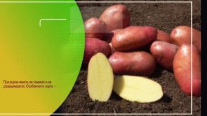 Картофель семенной Ред Соня описание сорта, картофель Ред Фентези