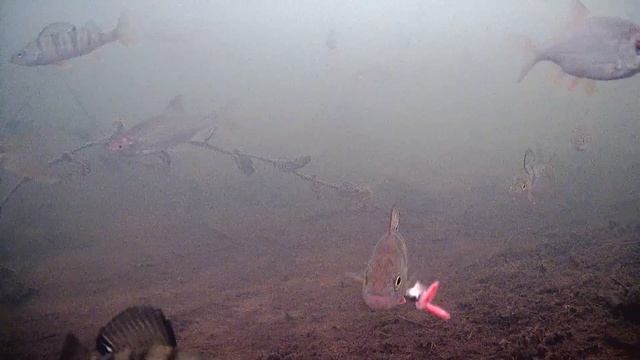 КОРЯЖНИК КИШИТ РЫБОЙ! НЕ УСПЕВАЮ ОПУСКАТЬ! ЛЕСКА ТРЕЩИТ... смотреть онлайн