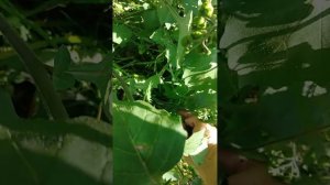 Санбери / Черника Форте