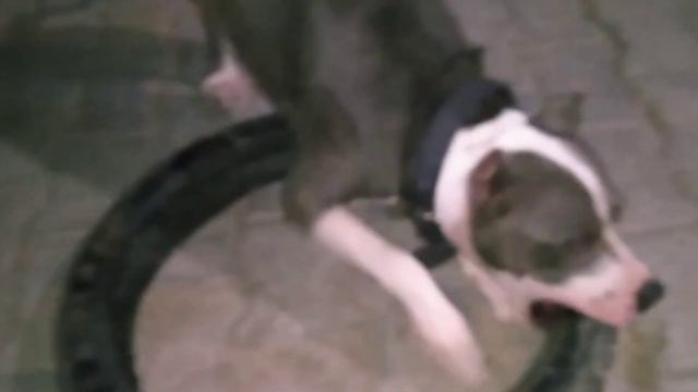 Dhanno Aaj Phele Bar  Aggressive Hui🥵 Pitbul Aggressive | Pitbull Aggressive Video #aggresive#dogs