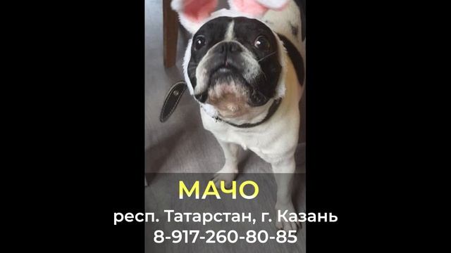 Пропала собака ! МАЧО , респ. Татарстан , г. Казань смотреть онлайн