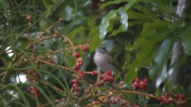 Black- whiskered Vireo eating palm fruit смотреть онлайн
