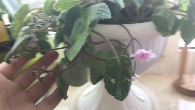 Комнатные цветы в апреле ?