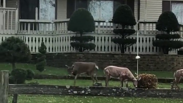 одинокий олень повстречал подружек смотреть онлайн