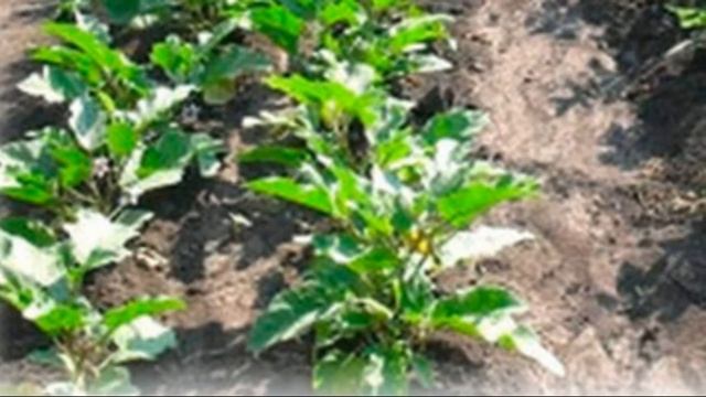 Баклажан разновидности король севера смотреть онлайн