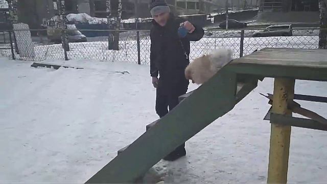 Дрессировка собак -померанский шпиц Эль 9 мес.Дрессировшик Дмитрий смотреть онлайн