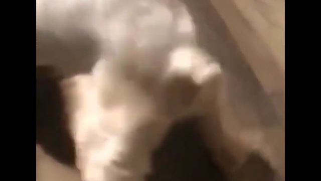 Собака повторяет тверк / Dog repeats twerk смотреть онлайн