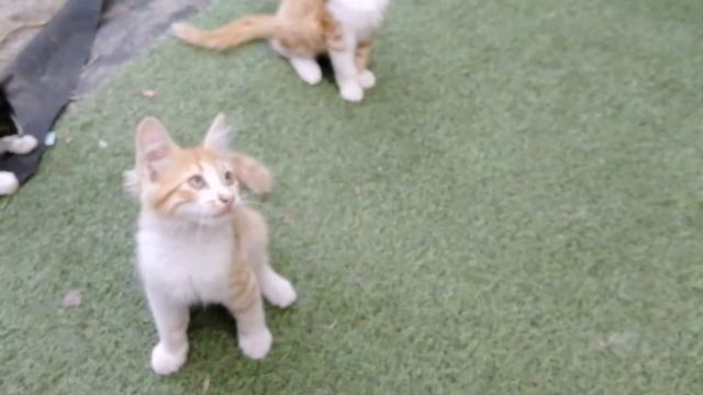 Кошачьи дразнилки смотреть онлайн