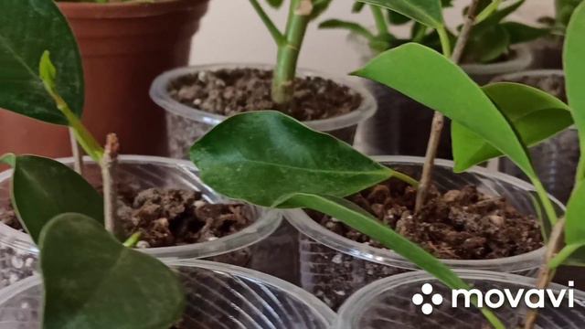 ОСОН КЎПАЯДИГАН ГУЛЛАР. смотреть онлайн