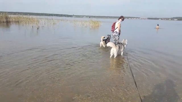 Иделия, Юкки на даче????Husky Idelia, Yuccas in the country#huskyIdel смотреть онлайн