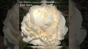 Обзор белых сортов пионов