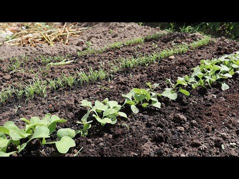 Что я сажаю на огороде после уборки картофеля? Что посадить на огороде в сентябре? смотреть онлайн