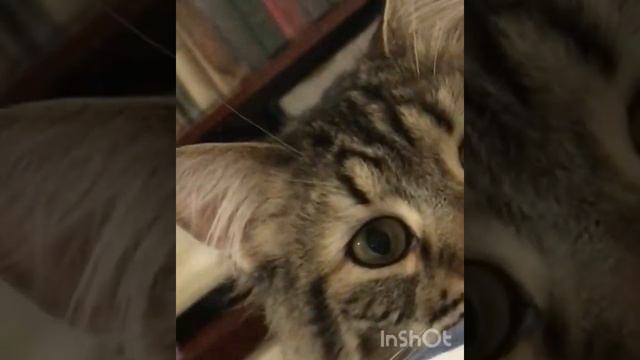 Кот бежит на кличку смотреть онлайн