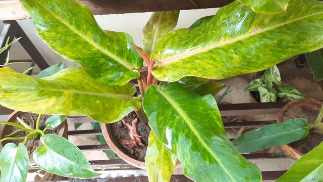 Philodendron Varieties For Sale #philodendron #indoorplants #indoorgardening #sale
