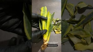 Сансевиерия Голд Банер. Реанимация подмерзшего в дороге