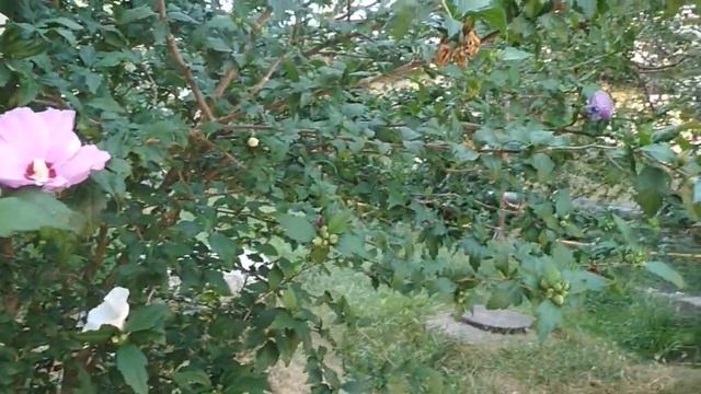 Букет из деревьев. смотреть онлайн
