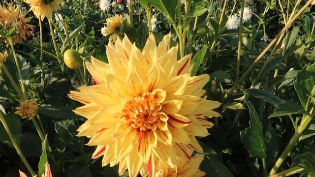 🌸 Dahlie Hy Pimento (#1863) смотреть онлайн