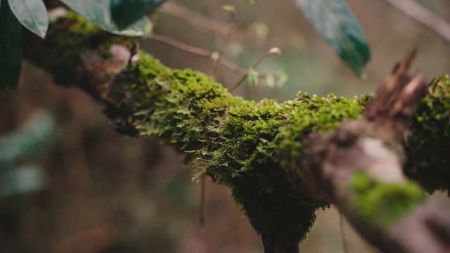 Weddig Day. Broll Wedding. Sony A73. БРол на Сони а73. Свадебное видео