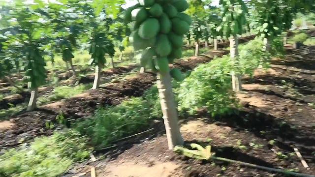 MERAWAT PEPAYA CALIFORNIA SUPAYA HASIL BUAH LEBAT смотреть онлайн