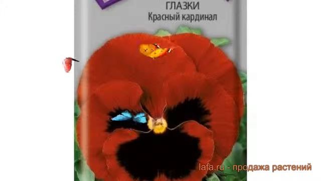 Анютины глазки обыкновенная Красный кардинал ? обзор: как сажать, семена анютины глазки смотреть онлайн