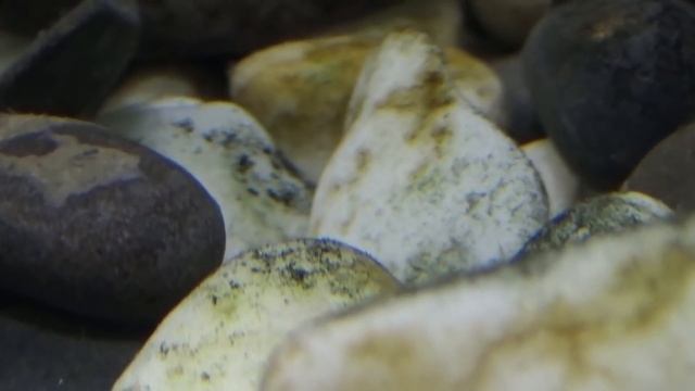 #СтопХим /Бурые водоросли.Диатомовые.Как избавиться от водорослей без химии смотреть онлайн