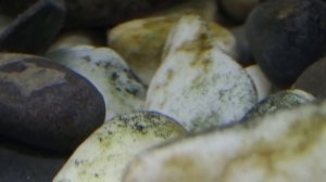 #СтопХим /Бурые водоросли.Диатомовые.Как избавиться от водорослей без химии