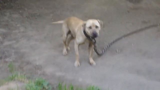 КТО КРУЧЕ ПИТБУЛЬ ИЛИ АМСТАФФ смотреть онлайн