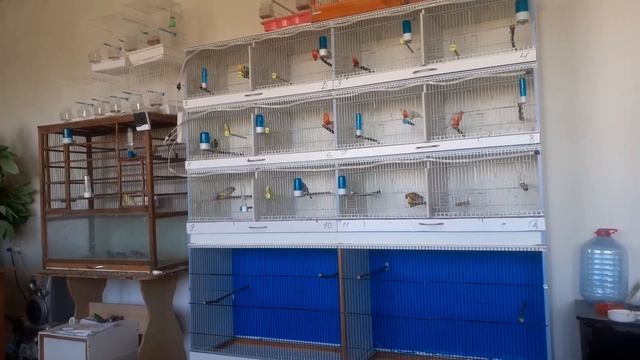 канарейки- будни заводчика