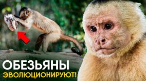 Обезьяны в каменном веке. Официально!